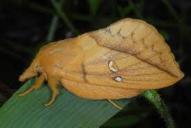 Attēlu rezultāti vaicājumam “Euthrix potatoria imago”
