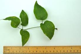 Attēlu rezultāti vaicājumam “Clematis leaf”