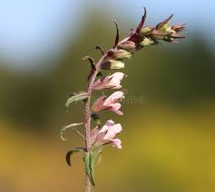Attēlu rezultāti vaicājumam “Odontites vulgaris flower”