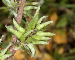 Attēlu rezultāti vaicājumam “Salix repens subsp. rosmarinifolia”