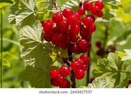 Attēlu rezultāti vaicājumam “Ribes rubrum fruit”