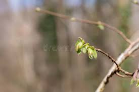 Attēlu rezultāti vaicājumam “Corylus avellana bud”
