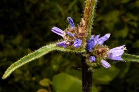 Attēlu rezultāti vaicājumam “Campanula cervicaria bud”