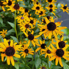 Image result for Rudbeckia fulgida