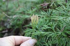 Attēlu rezultāti vaicājumam “Lignydium muscorum spores”
