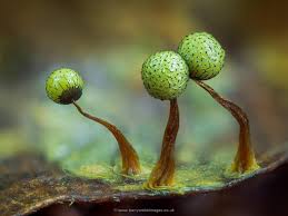 Attēlu rezultāti vaicājumam “Diderma floriforme macro”