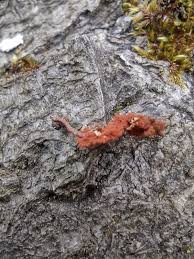 Attēlu rezultāti vaicājumam “Metatrichia vesparia stalked”