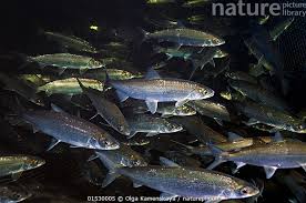 Image result for Coregonus huntsmani