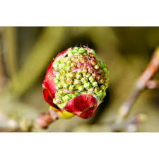 Attēlu rezultāti vaicājumam “Sorbus aucuparia bud”