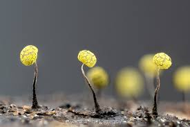 Attēlu rezultāti vaicājumam “Physarum viride var. aurantium spores”