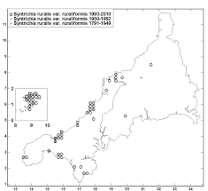 Attēlu rezultāti vaicājumam “Syntrichia ruralis var. ruralis”