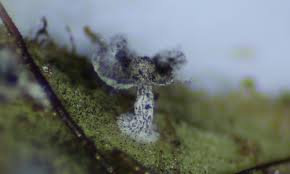 Attēlu rezultāti vaicājumam “Didymium squamulosum spores”