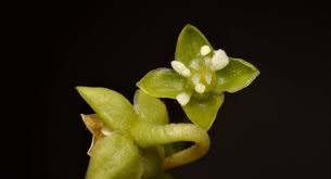 Attēlu rezultāti vaicājumam “Sagina procumbens flower”