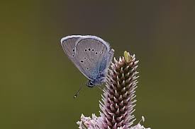 Attēlu rezultāti vaicājumam “Cyaniris semiargus male”