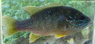 Image result for Lepomis cyanellus