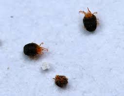 Attēlu rezultāti vaicājumam “Bryobia praetiosa”