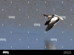 Attēlu rezultāti vaicājumam “Tadorna tadorna juvenile”