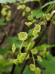 Attēlu rezultāti vaicājumam “Ribes rubrum flower”