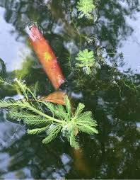 「粉綠狐尾藻」的圖片搜尋結果