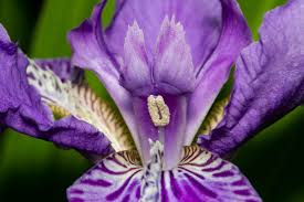 Image result for Iris