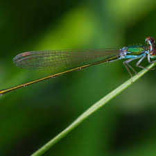 Attēlu rezultāti vaicājumam “Nehalennia speciosa”