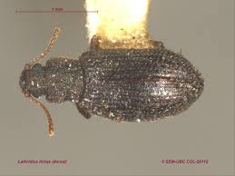 Attēlu rezultāti vaicājumam “Latridiidae”