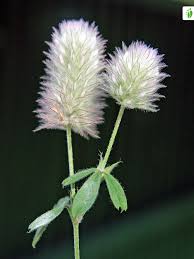 Attēlu rezultāti vaicājumam “Trifolium arvense flower”