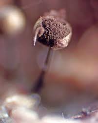 Attēlu rezultāti vaicājumam “Collaria arcyrionema spores”