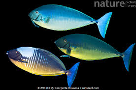 Image result for Naso hexacanthus