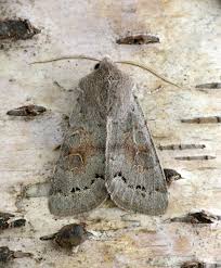 Attēlu rezultāti vaicājumam “Orthosia populeti”