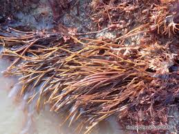 Attēlu rezultāti vaicājumam “Furcellaria lumbricalis”