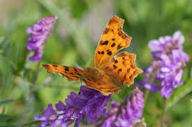 Attēlu rezultāti vaicājumam “Polygonia c-album upperside”