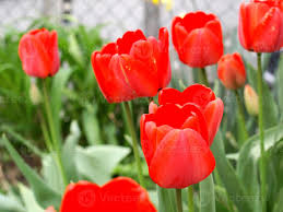 Attēlu rezultāti vaicājumam “Tulipa gesneriana”