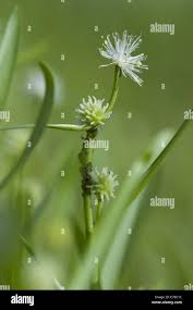 Attēlu rezultāti vaicājumam “Sparganium minimum leaf”