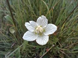 Attēlu rezultāti vaicājumam “Parnassia palustris flower”