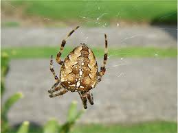 Attēlu rezultāti vaicājumam “Araneus diadematus female”