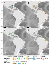 Image result for Rhinoptera brasiliensis