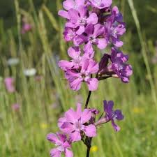 Attēlu rezultāti vaicājumam “Silene viscaria flower”
