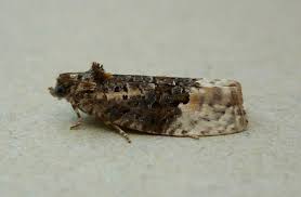 Attēlu rezultāti vaicājumam “Apotomis betuletana”