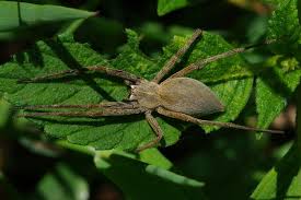 Attēlu rezultāti vaicājumam “Pisaura mirabilis cocoon”