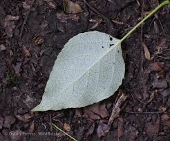 Attēlu rezultāti vaicājumam “Populus laurifolia”