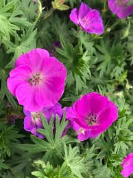 Attēlu rezultāti vaicājumam “Geranium sanguineum flower”