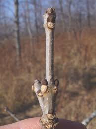 Attēlu rezultāti vaicājumam “Fraxinus pennsylvanica fruit”