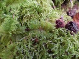 Attēlu rezultāti vaicājumam “Thuidium tamariscinum”