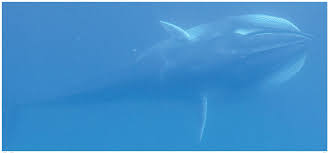 Image result for Balaenoptera omurai