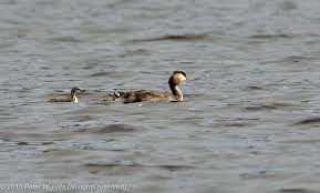 Attēlu rezultāti vaicājumam “Podiceps cristatus adult”