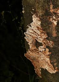 Attēlu rezultāti vaicājumam “Antrodia malicola”