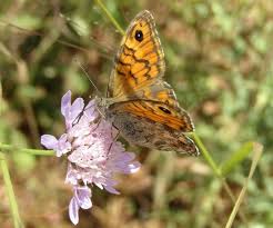 Attēlu rezultāti vaicājumam “Lasiommata megera”