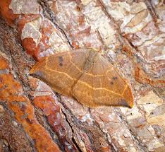 Attēlu rezultāti vaicājumam “Watsonalla binaria”