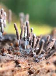 Attēlu rezultāti vaicājumam “Stemonitopsis amoena”